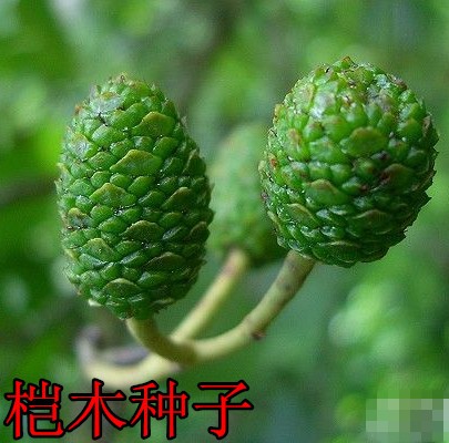 林木种子 新采正宗桤木种子水冬瓜树种子 水青风桤蒿江南桤木种子