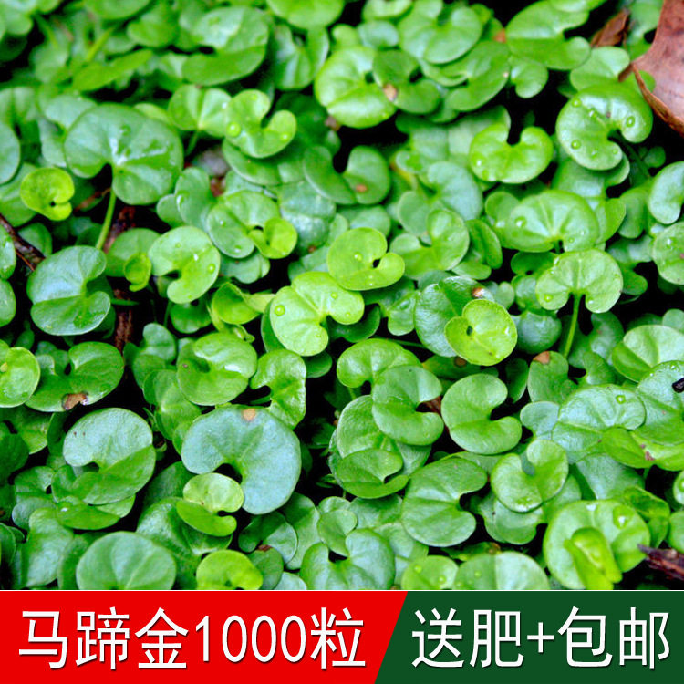 草坪种籽马蹄金种子小金钱草荷苞草肉馄饨草金锁匙铜钱草