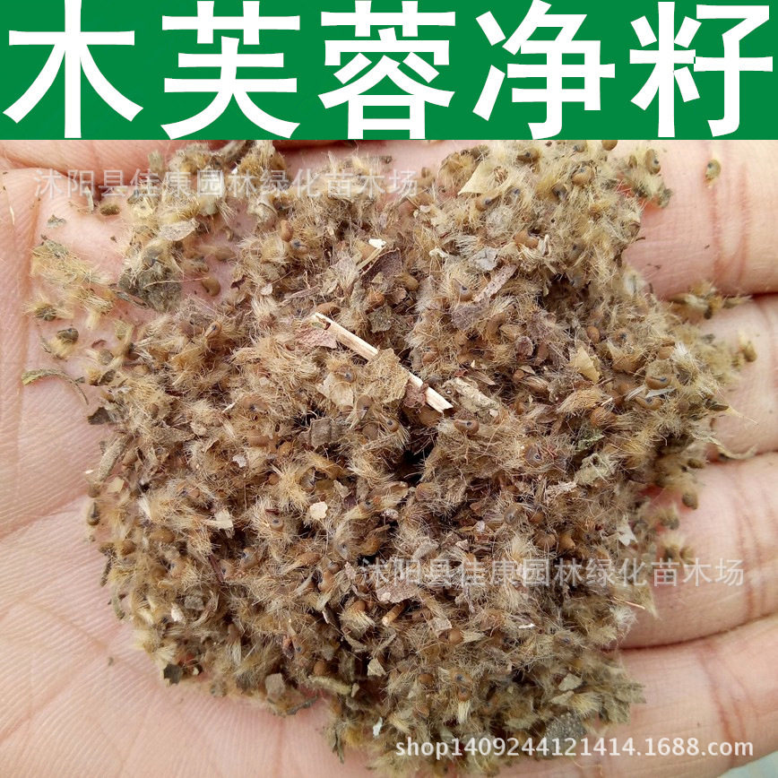 林木种子 木芙蓉种子 拒霜花 地芙蓉 木莲 芙蓉花种子 1件=1斤