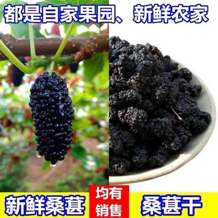 新鲜现摘现发桑葚果泡酒果酱酵素孕妇水果新鲜晒干桑葚干赔钱冲量