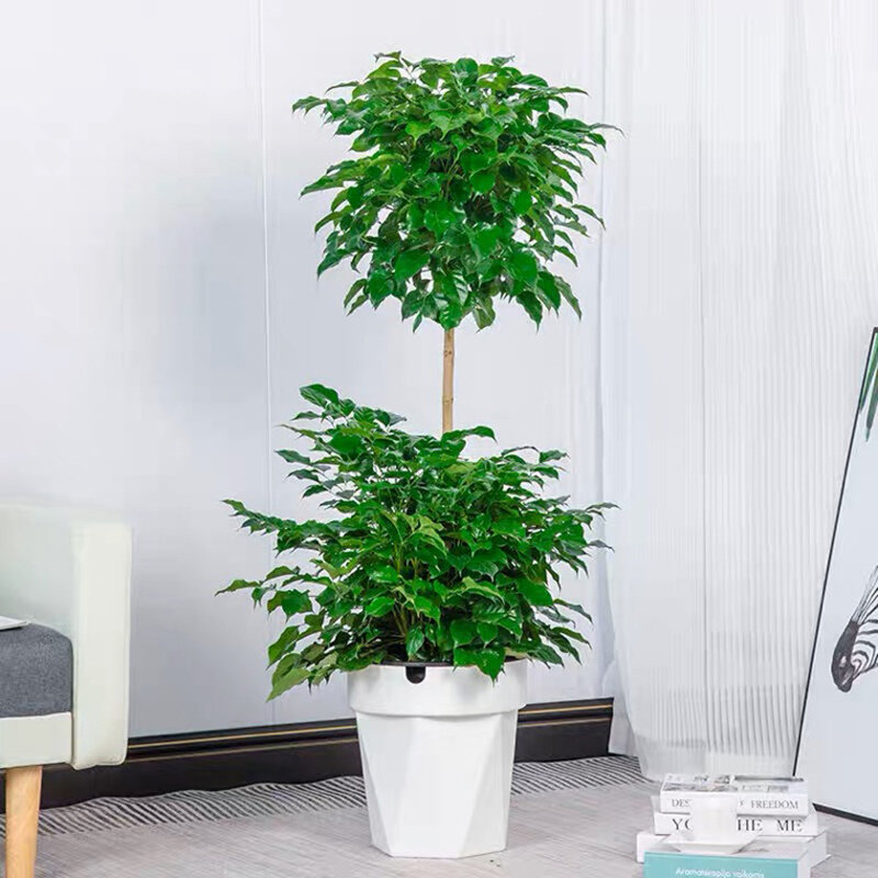 双层幸福树客厅大盆栽造型绿植室内净化空气吸甲醛植物平安树绿宝