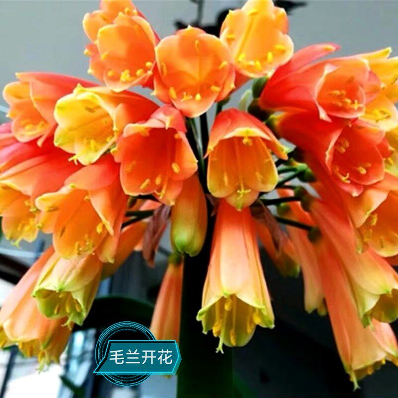 君子兰毛兰南非串精品花苗窄叶C桌面绿植