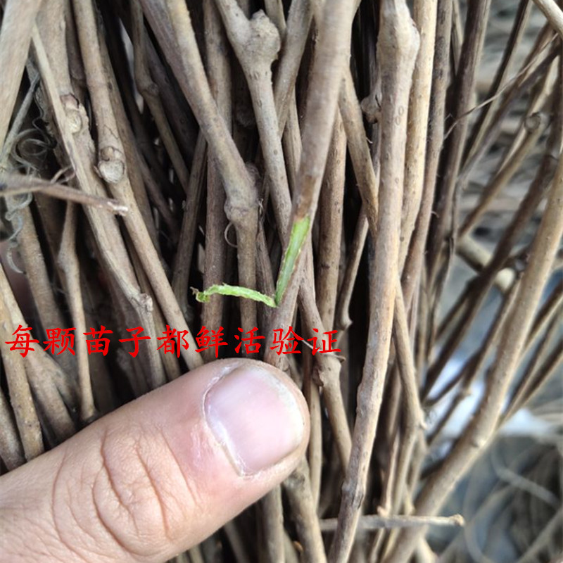 爬山虎爬藤植物四季室内阳台庭院花藤蔓