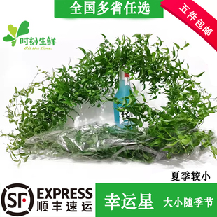 新鲜幸运星阔叶舞竹腾 装饰花草酒店西餐蛋糕烘焙摆盘装饰点缀