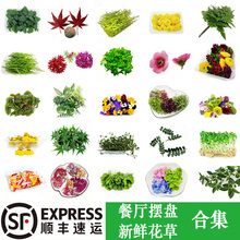 新鲜摆盘花草三色堇清香木黄金柳芽千叶兰日料酒店烘焙蛋糕装饰