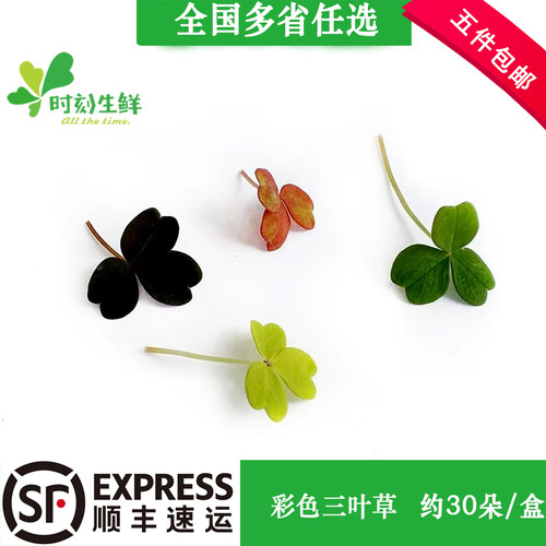 新鲜三叶草彩色三叶草