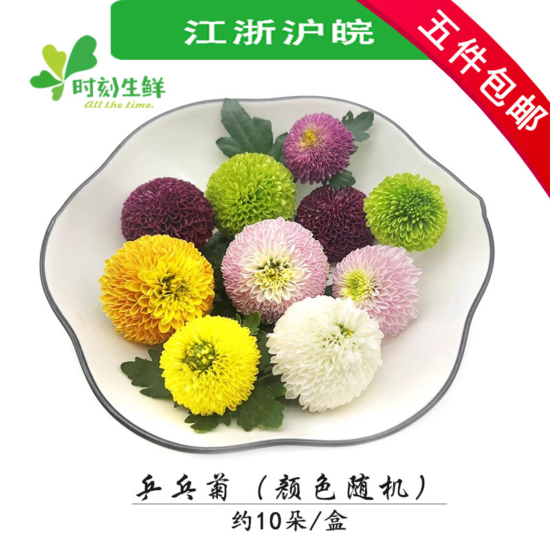新鲜花草时刻生鲜彩色菊花