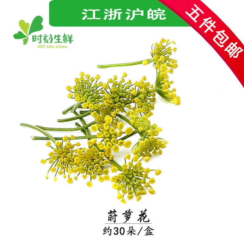 小莳萝花新鲜 小茴香花约30朵 日料西餐酒店摆盘装饰点缀烘焙花草