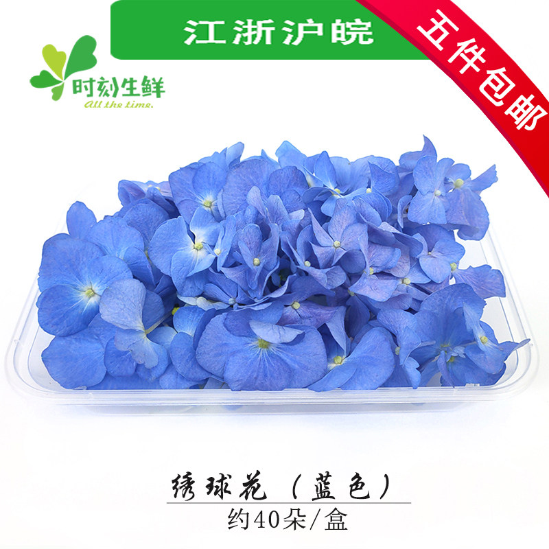 新鲜绣球花花朵 蓝色绣球花 盒装花酒店西餐摆盘蛋糕装饰