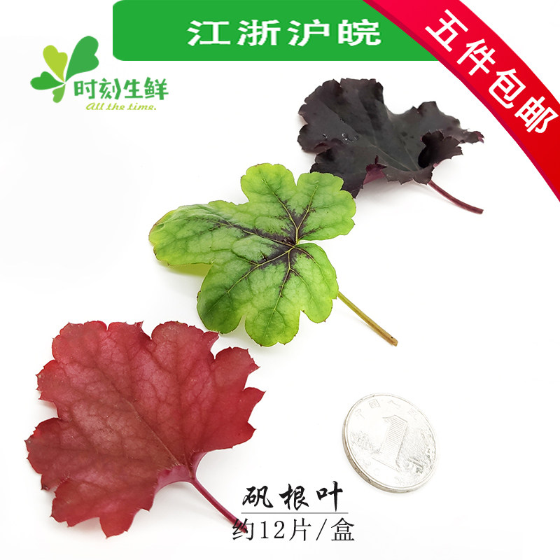 矾根叶新鲜约珊瑚西餐摆盘装饰