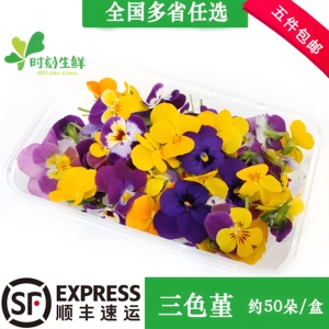 三色堇清香木黄金柳芽摆盘花草