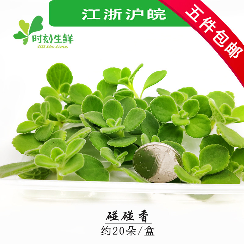 碰碰香新鲜（20朵）可食用多肉  酒店西餐日料冷艺点缀摆盘装饰