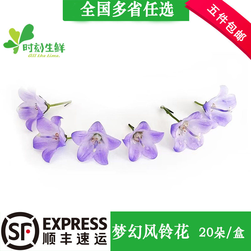 新鲜风铃花 大风铃花梦幻风铃约20朵/盒酒店西餐日料装饰摆盘花草