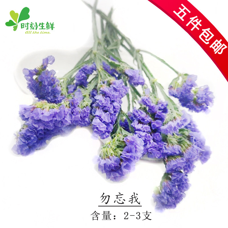 新鲜勿忘我 蓝色粉色新鲜花草酒店西餐餐饮摆盘装饰点缀