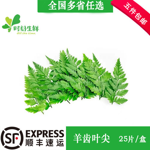 新鲜高山羊齿叶25片/盒 芒叶 杨子叶鲜花草酒店西餐摆盘装饰点缀