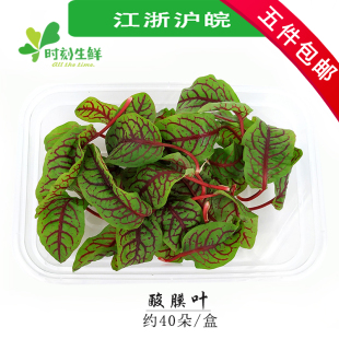 酸模叶 1盒 红酸膜草 饰 约40片 酒店饭店西餐摆盘装 新鲜酸膜