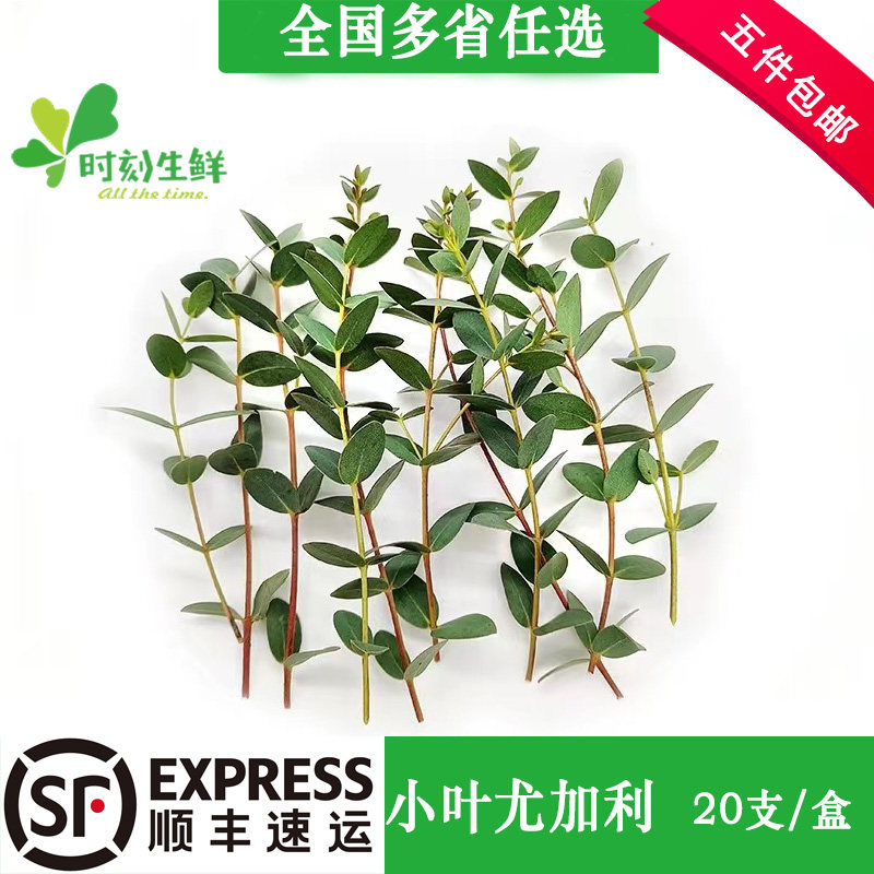 新鲜小叶尤加利约20支 酒店西餐花草摆盘蛋糕烘焙冷艺装饰点缀