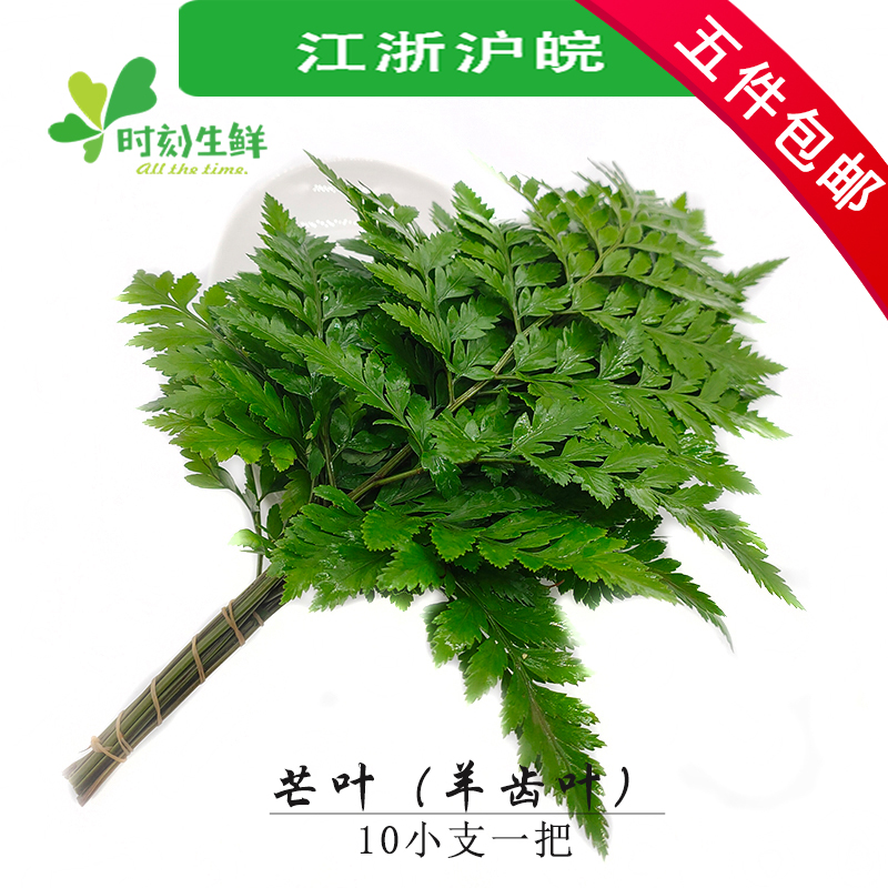 新鲜芒叶 杨子叶 羊齿叶新鲜到货 食用花酒店饭店西餐摆盘装饰