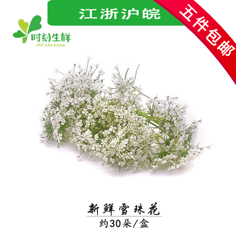 新鲜雪珠花30朵蕾丝花白色小花酒店西餐日料摆盘冷菜蛋糕点缀装饰