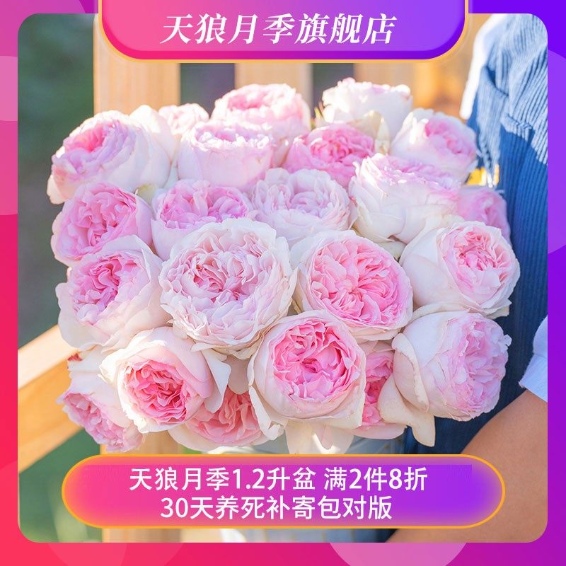 天狼月季 1.2升盆 涵仙龙沙蓝雨等庭院阳台爬藤花盆栽,鲜花速递/花卉仿真/绿植园艺,绿植,淘宝优惠券,粉丝福利购,淘宝优惠卷