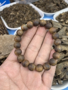 种植棋楠沉香高油1.0单圈