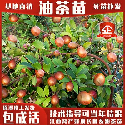 一件50颗高产嫁接油茶苗茶籽树苗皮薄籽大出油率高包成活现挖现发