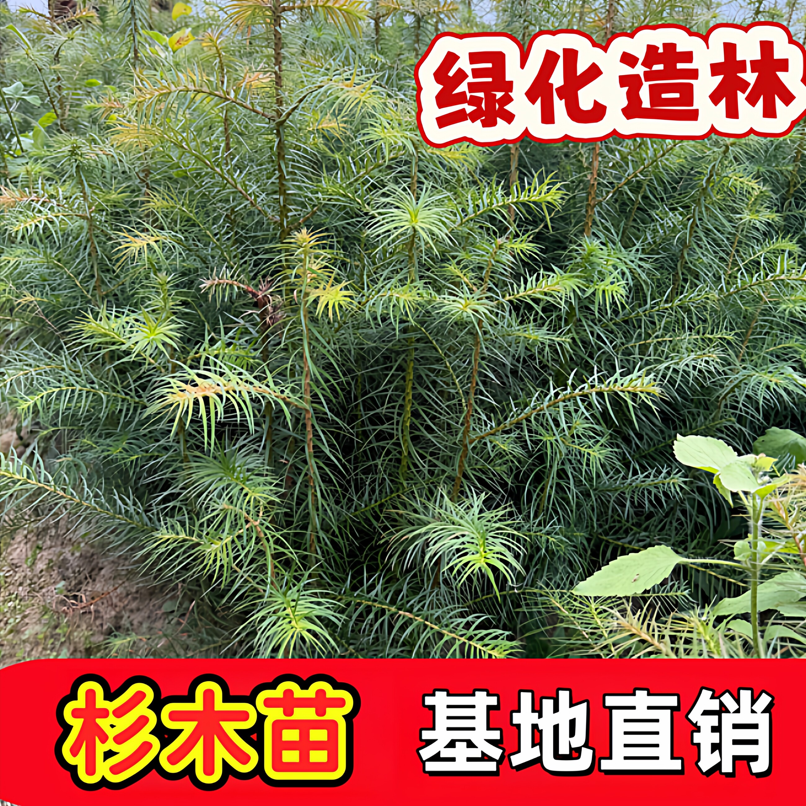 杉木苗四季常青 固土涵养水源 