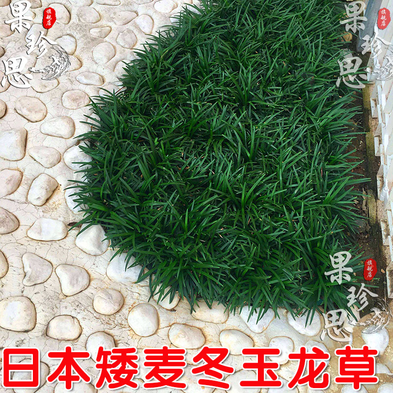 矮麦冬草玉龙草庭院绿化正宗矮麦冬苗四季青植物沿阶草日本麦冬草 鲜花速递/花卉仿真/绿植园艺 绿植 原图主图