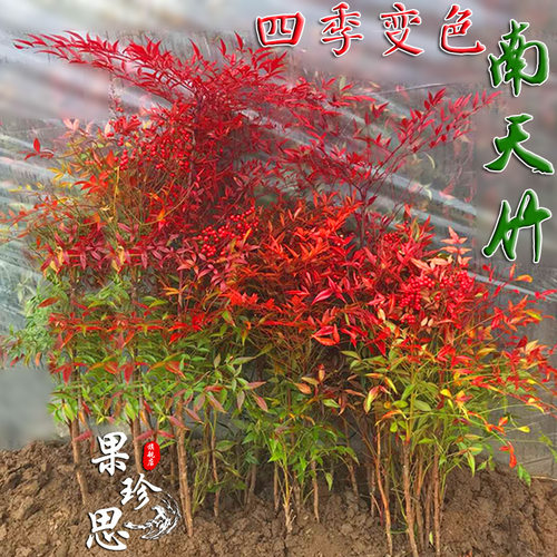 南天竹庭院阳台夏季基地直销