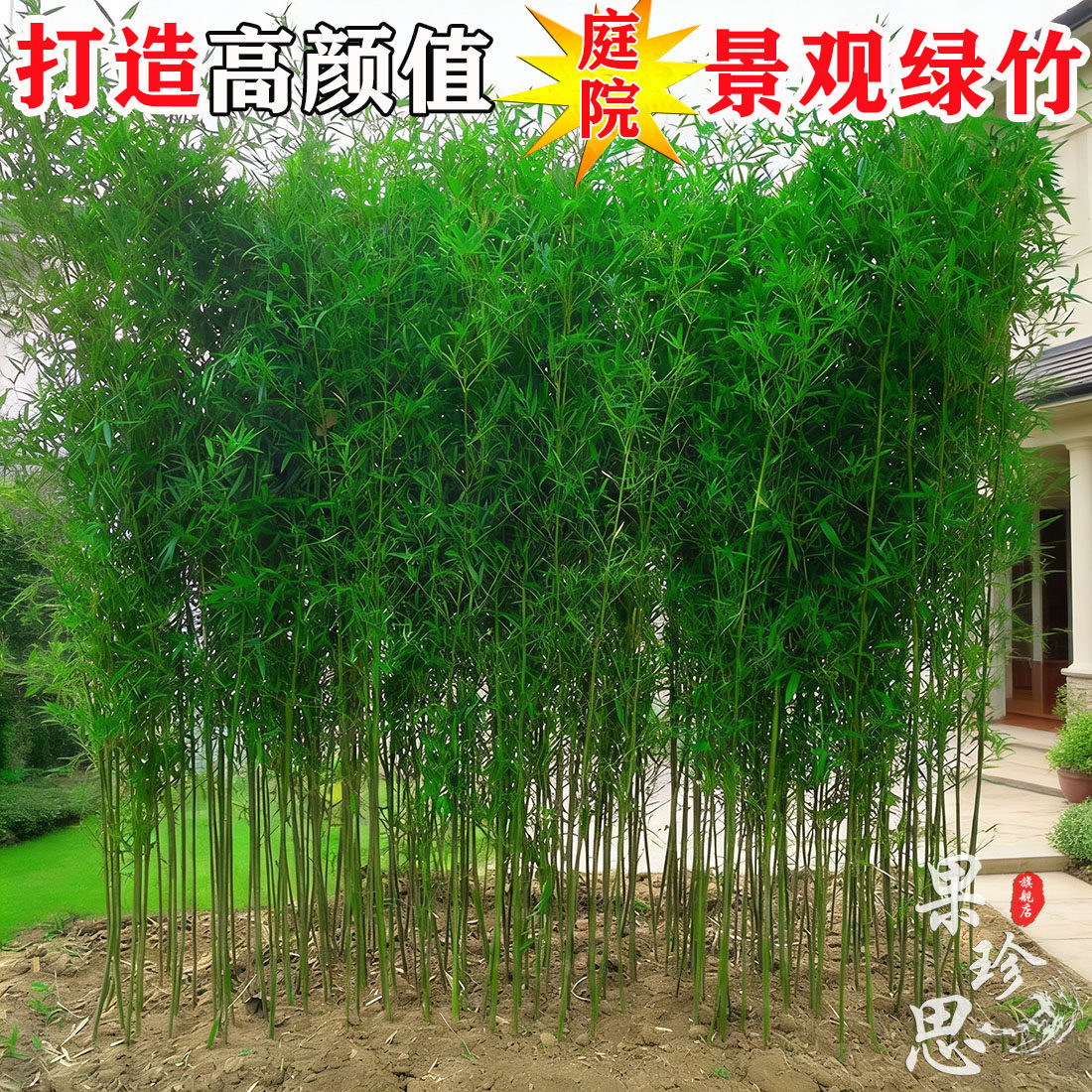 不剪头景观绿竹耐寒观赏竹子苗庭院四季青竹子室内盆栽绿植