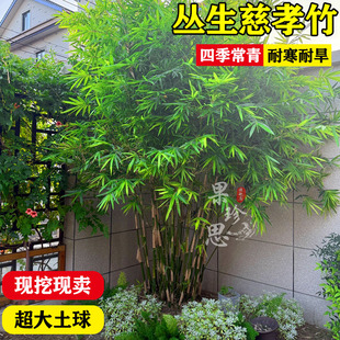 丛生竹慈孝竹苗孝顺竹窝竹盆栽庭院竹室外四季常青景观竹子苗耐寒