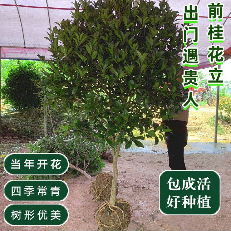 地栽桂花树大树原生八月金桂丹桂盆栽别墅庭院绿化苗木四季常青