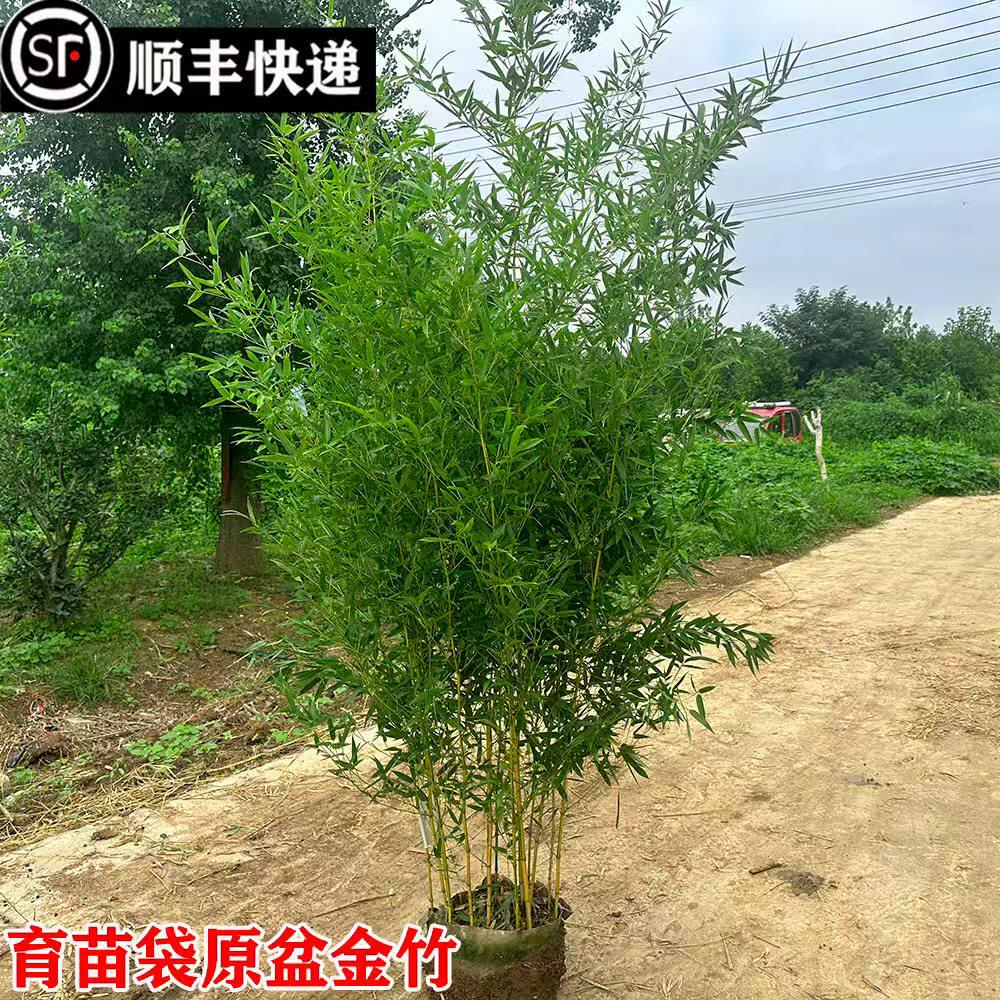 顺丰原土育苗袋不剪头景观黄竹苗绿竹苗罗汉竹四季竹金镶玉竹子苗