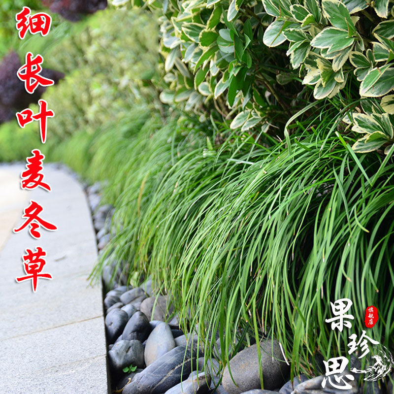 细长叶麦冬草沿阶草庭院别墅绿化图片