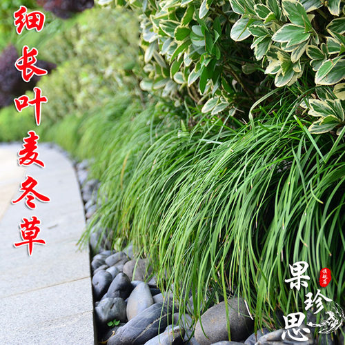 细长叶麦冬草沿阶草庭院别墅绿化