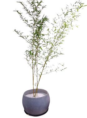 不剪头景观竹子耐寒植物四季常青