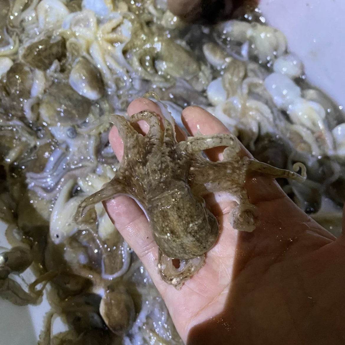 八爪鱼鲜活大爆头冷冻章鱼