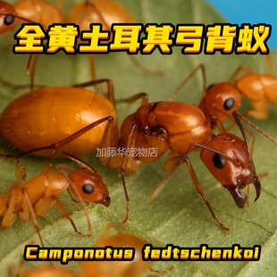 2025全黄土耳其弓背蚁费氏弓背蚁黑金黑斑弓背蚁收获蚁蚁后蚁巢