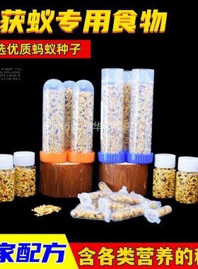 蚂蚁食物收获蚁吃的食物工匠收获蚁针毛收获蚁原生收获蚁种子包邮