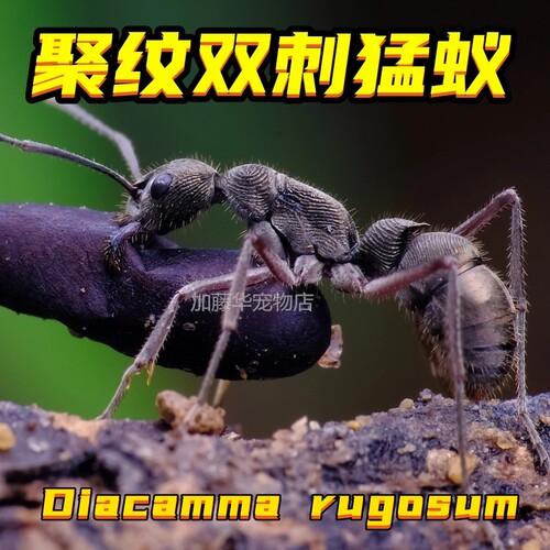 全新聚纹双刺猛蚁野采热卖中