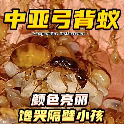 2025黑金土耳其弓背蚁新后