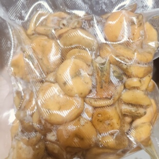 湘西野生菌黄枞菌枞树菌松树菌雁窝菌谷熟菌寒菌{过油1-6cm}