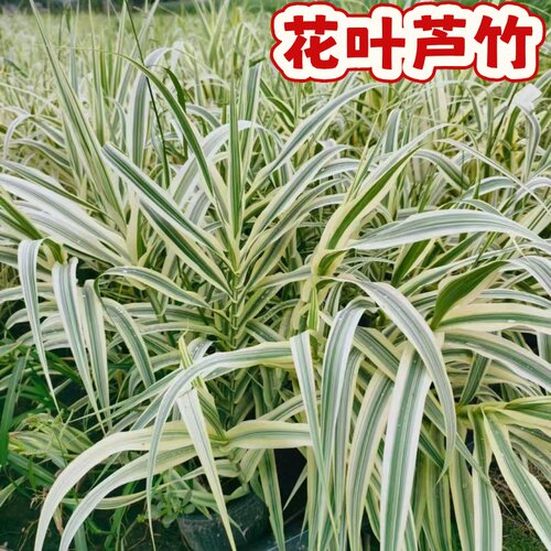 花叶芦竹河道湿地公园绿化造景
