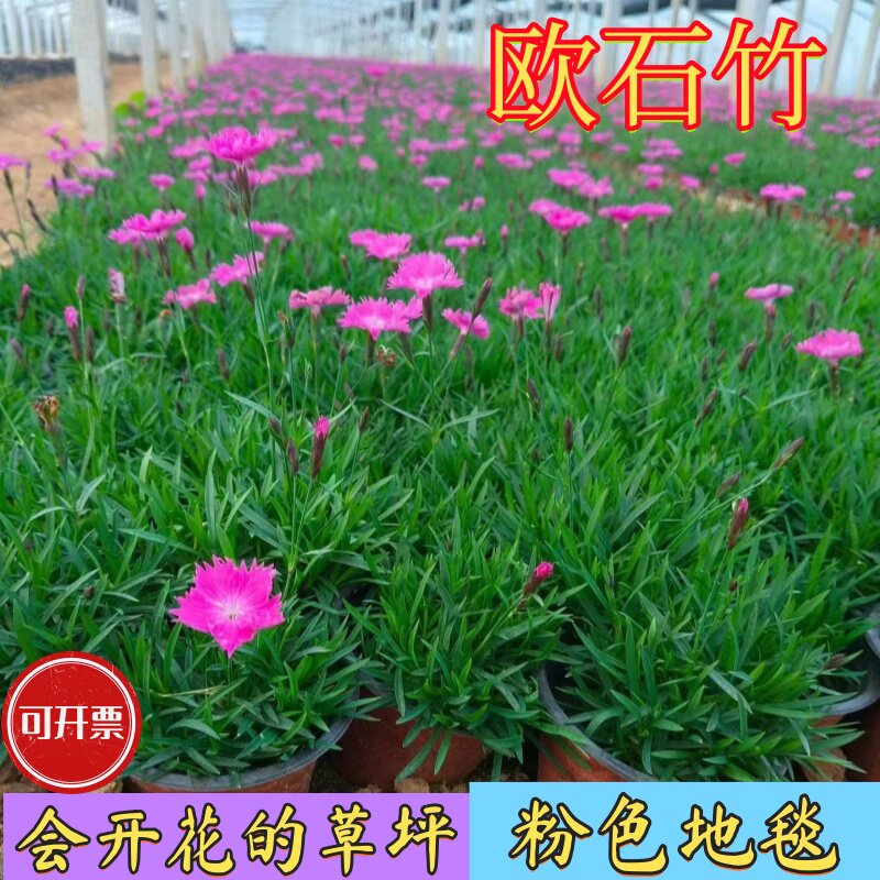 欧石竹花苗耐寒耐旱四季常绿草坪图片