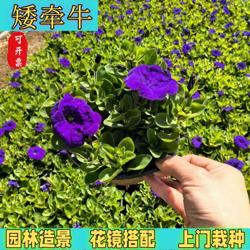 矮牵牛盆栽耐寒好养阳台吊兰花卉图片