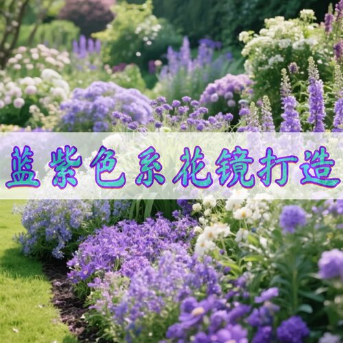 蓝紫色室外宿根观赏花镜打造