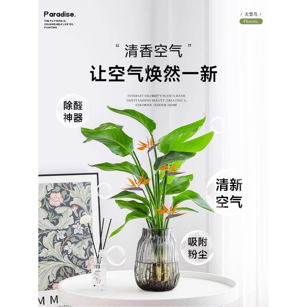 水培天堂鸟盆栽客厅办公室内绿植物四季常青水养花卉鹤望兰好养