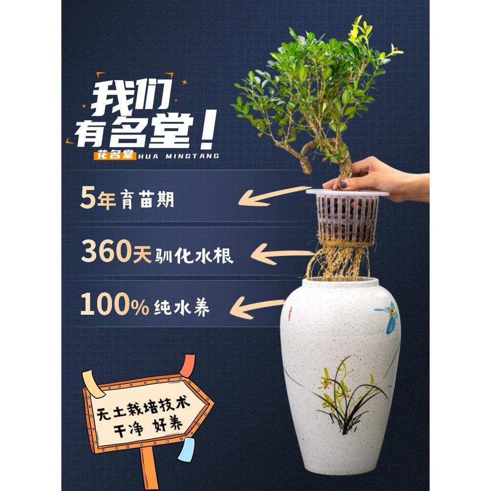 水培黄杨绿植物小叶小盆栽造型树罗汉松盆景老桩水养办公室内好养