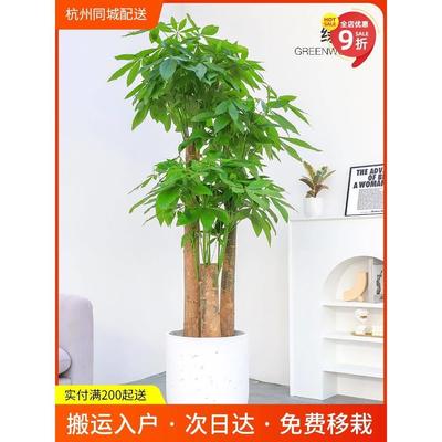 杭州绿森步步高三杆发财树盆栽室内办公室开业乔迁送礼大型绿植