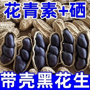 云南正宗富硒黑花生农家自晒官方旗舰店花青素新货带壳花生高品质